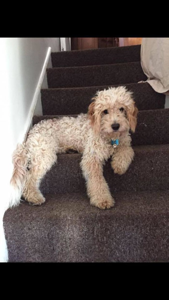 Images BOTTEN'S DOODLES LTD