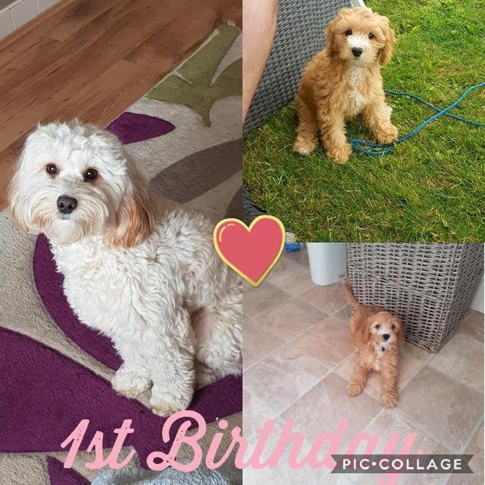 Images BOTTEN'S DOODLES LTD