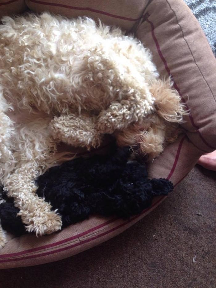 Images BOTTEN'S DOODLES LTD