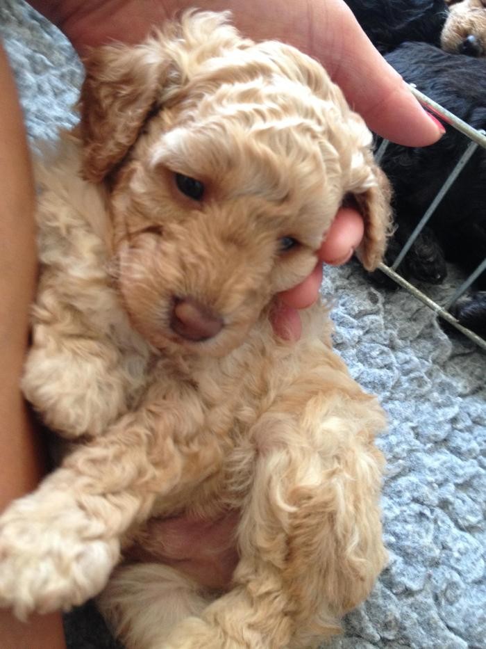 Images BOTTEN'S DOODLES LTD