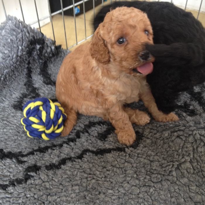 Images BOTTEN'S DOODLES LTD