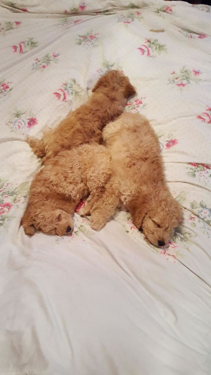 Images BOTTEN'S DOODLES LTD