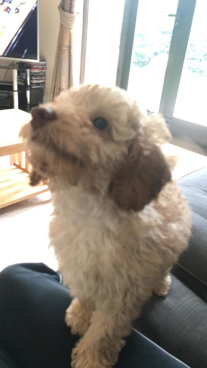 Images BOTTEN'S DOODLES LTD