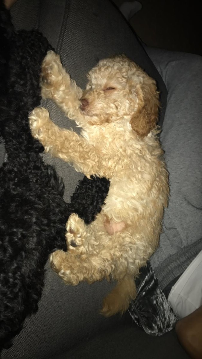 Images BOTTEN'S DOODLES LTD