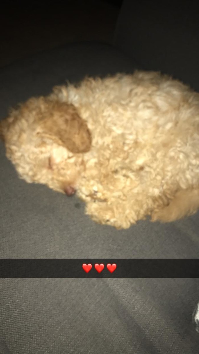 Images BOTTEN'S DOODLES LTD