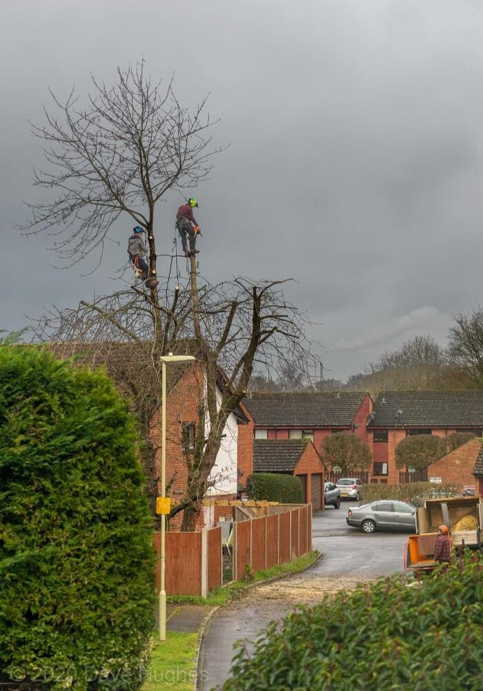 Images Monster Tree Services