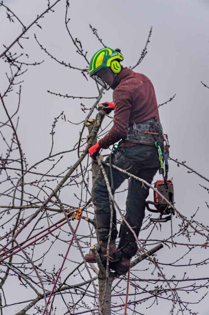 Images Monster Tree Services