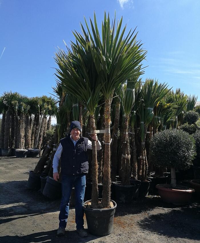 Images The Palm Tree Company