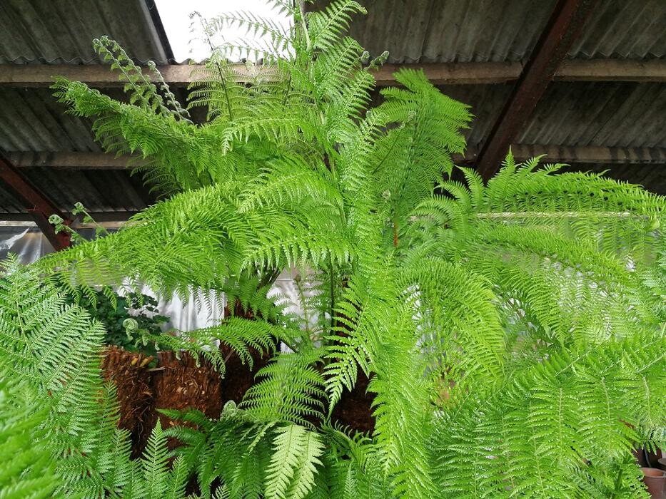 Images The Palm Tree Company