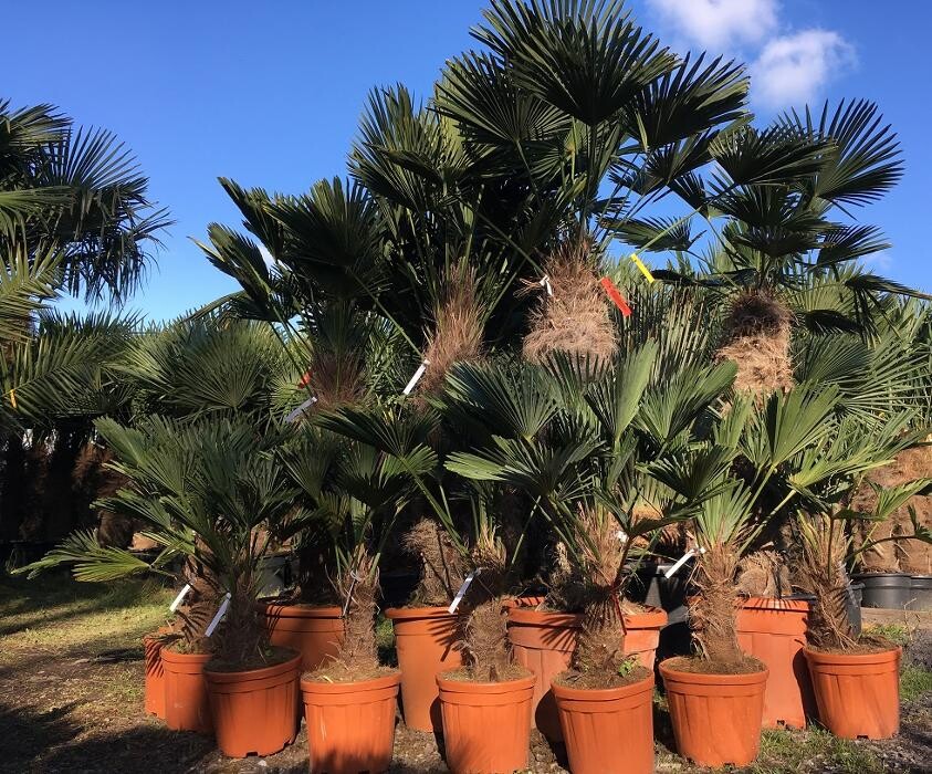 Images The Palm Tree Company