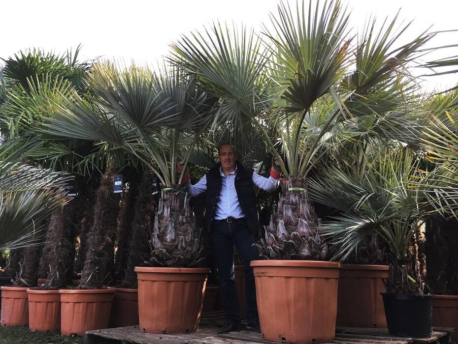 Images The Palm Tree Company