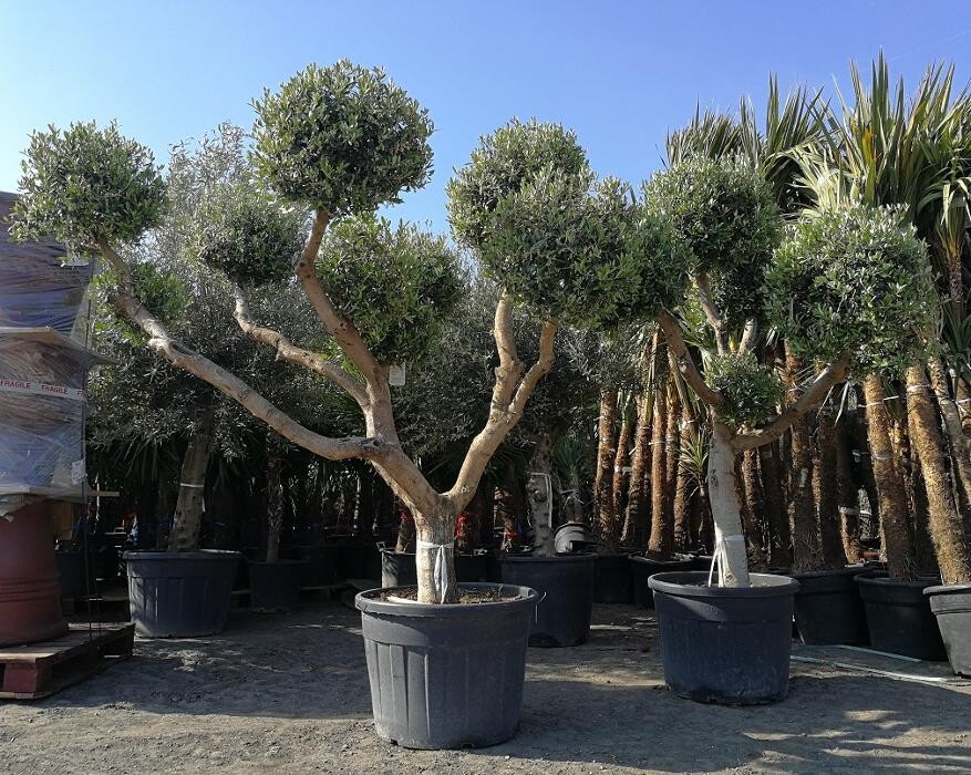 Images The Palm Tree Company