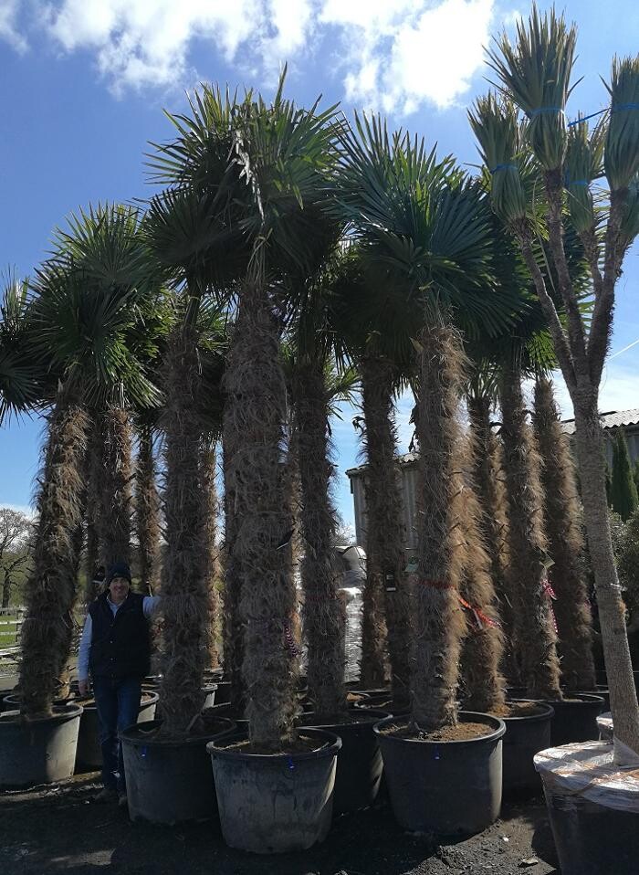 Images The Palm Tree Company