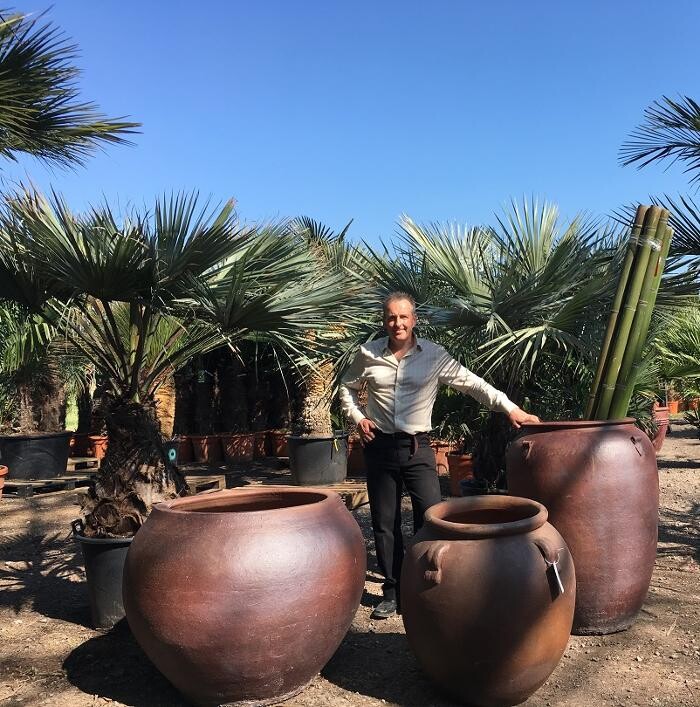 Images The Palm Tree Company