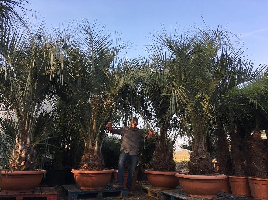 Images The Palm Tree Company