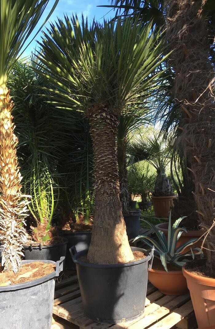 Images The Palm Tree Company