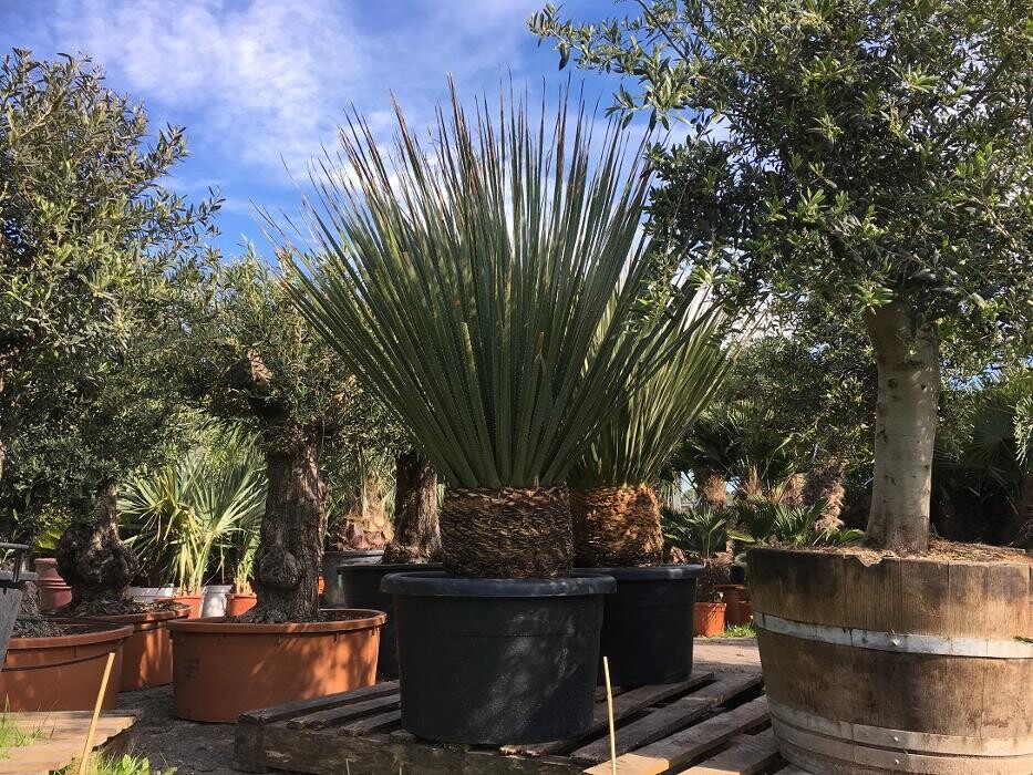Images The Palm Tree Company