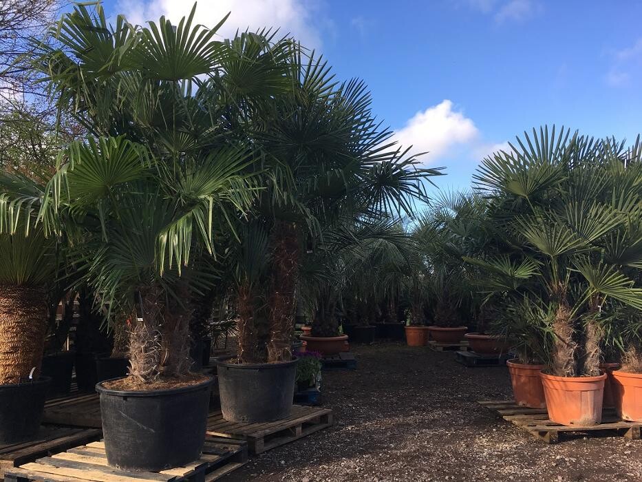 Images The Palm Tree Company
