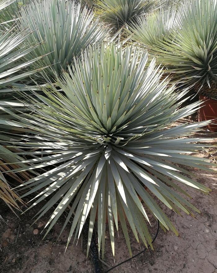Images The Palm Tree Company