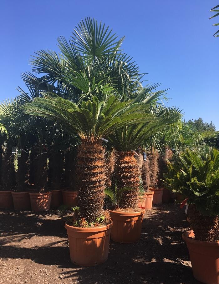 Images The Palm Tree Company