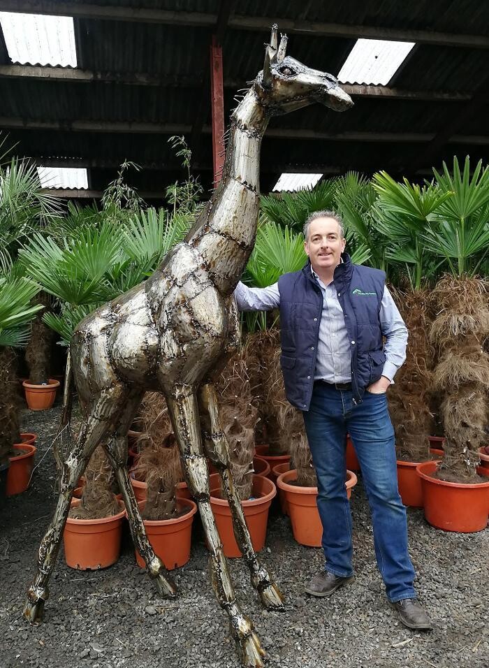 Images The Palm Tree Company
