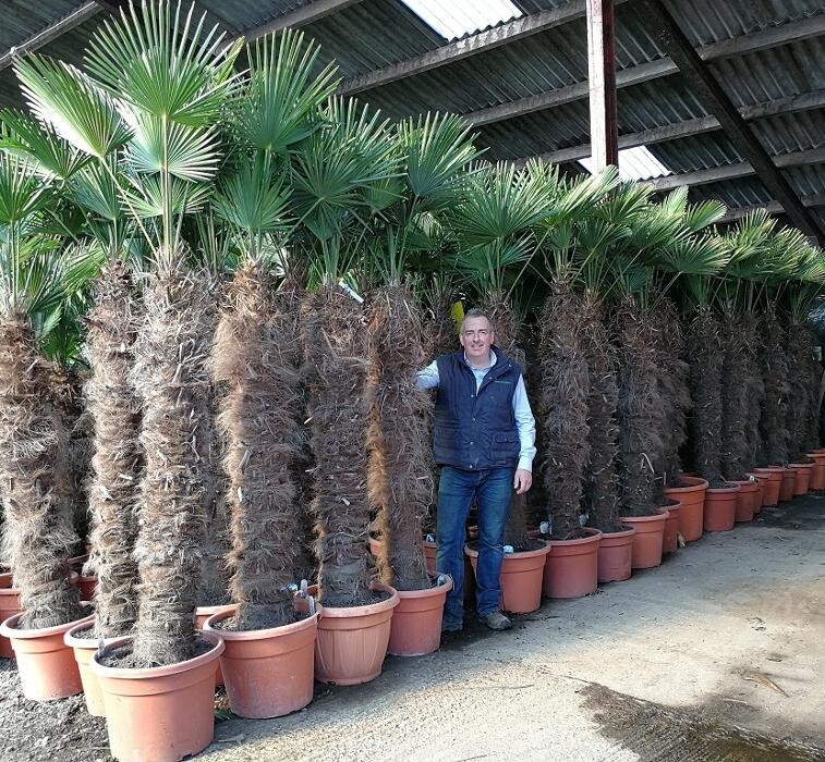 Images The Palm Tree Company