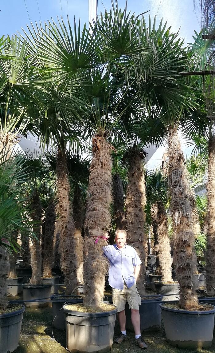 Images The Palm Tree Company