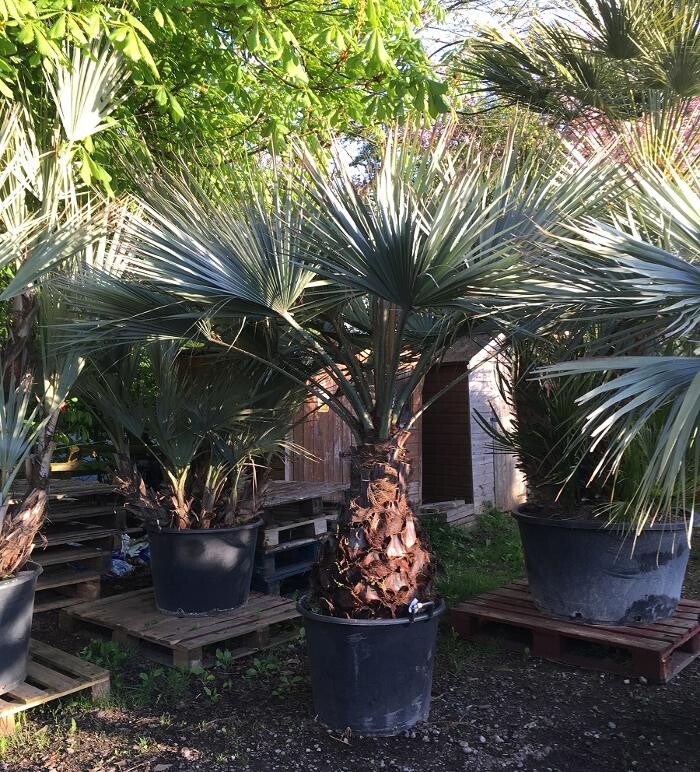 Images The Palm Tree Company