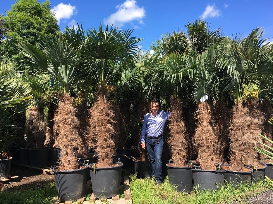 Images The Palm Tree Company