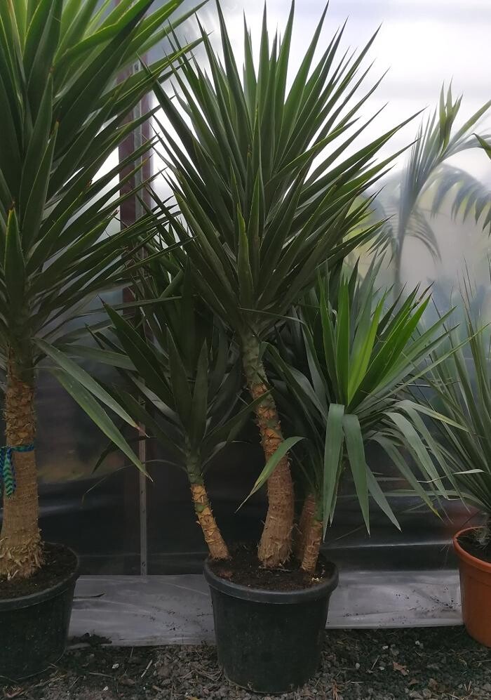 Images The Palm Tree Company