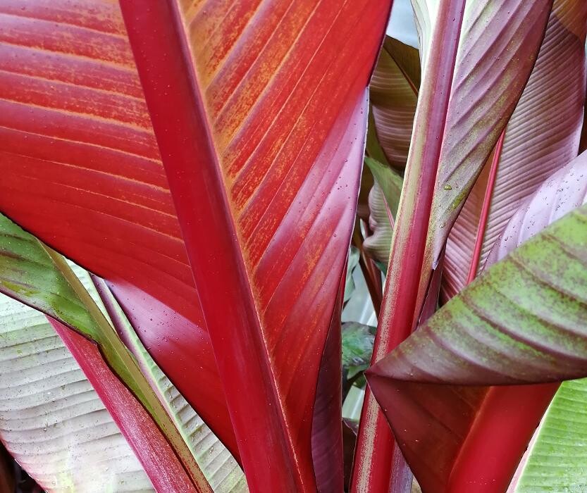 Images The Palm Tree Company