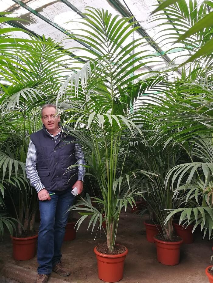 Images The Palm Tree Company