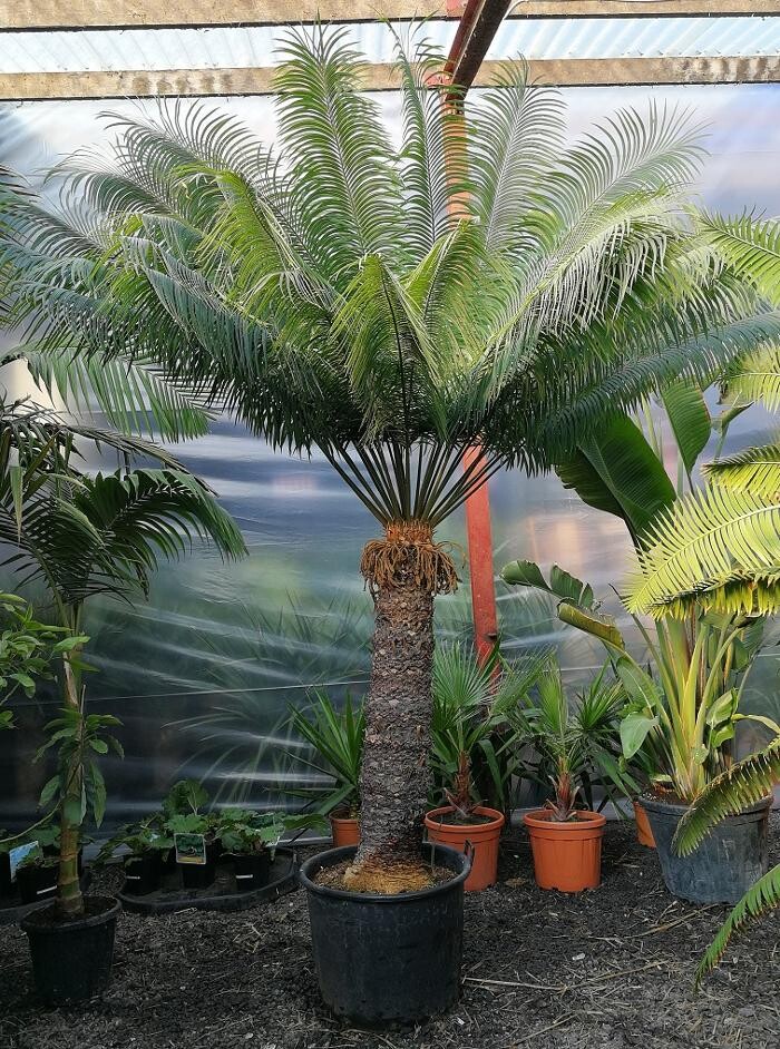 Images The Palm Tree Company