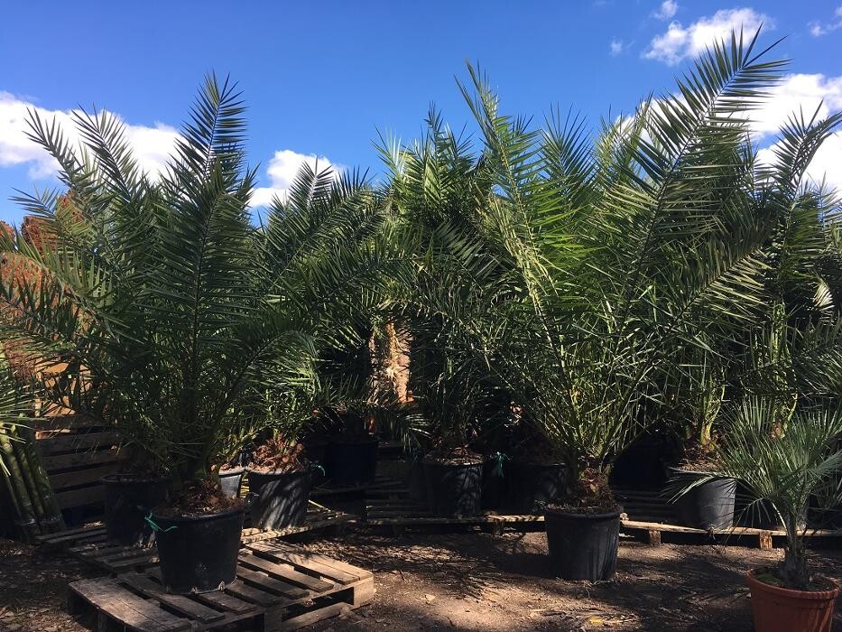 Images The Palm Tree Company