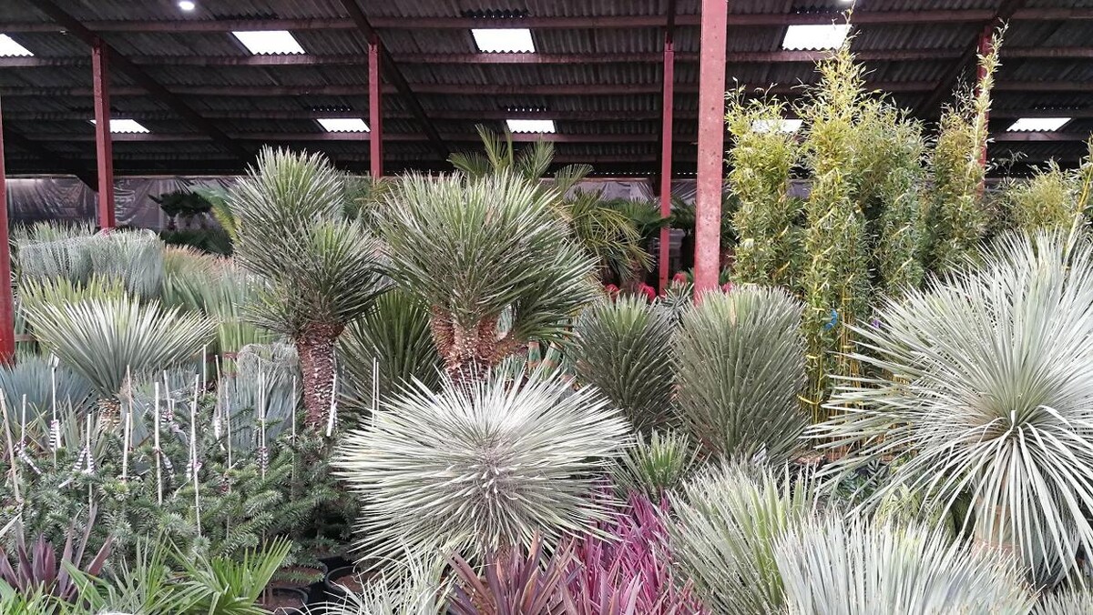 Images The Palm Tree Company