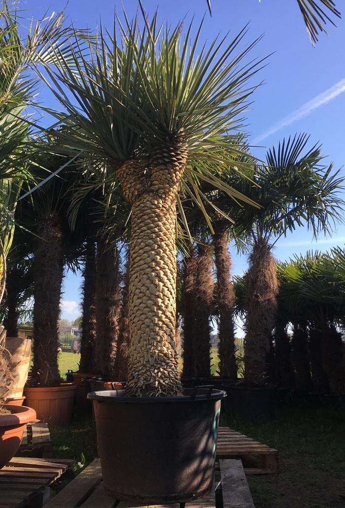 Images The Palm Tree Company