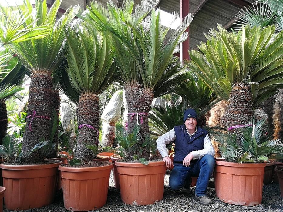 Images The Palm Tree Company