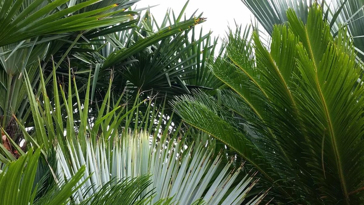 Images The Palm Tree Company
