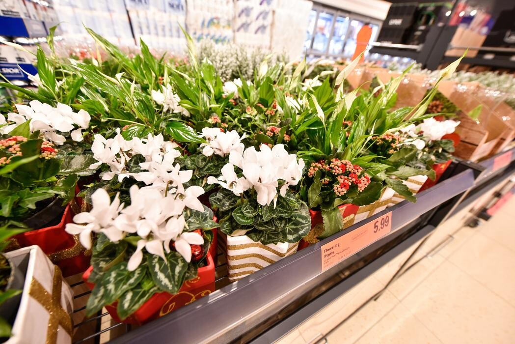 Images Lidl