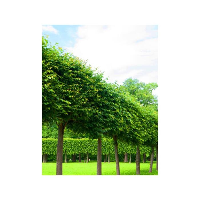 Images Orchard Nurseries