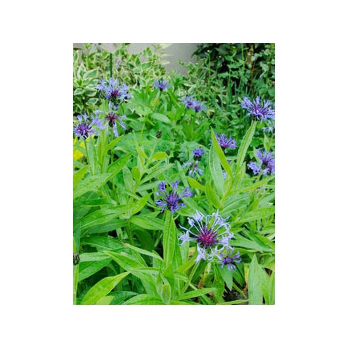 Images Orchard Nurseries