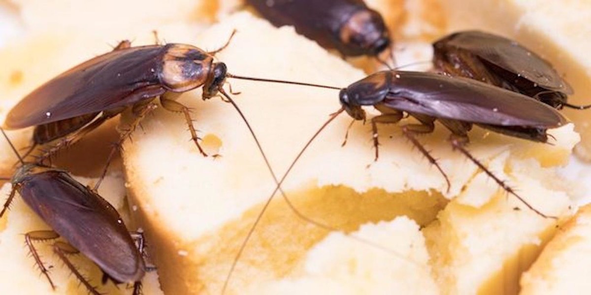 Images Pest Control Service Agreements Liverpool
