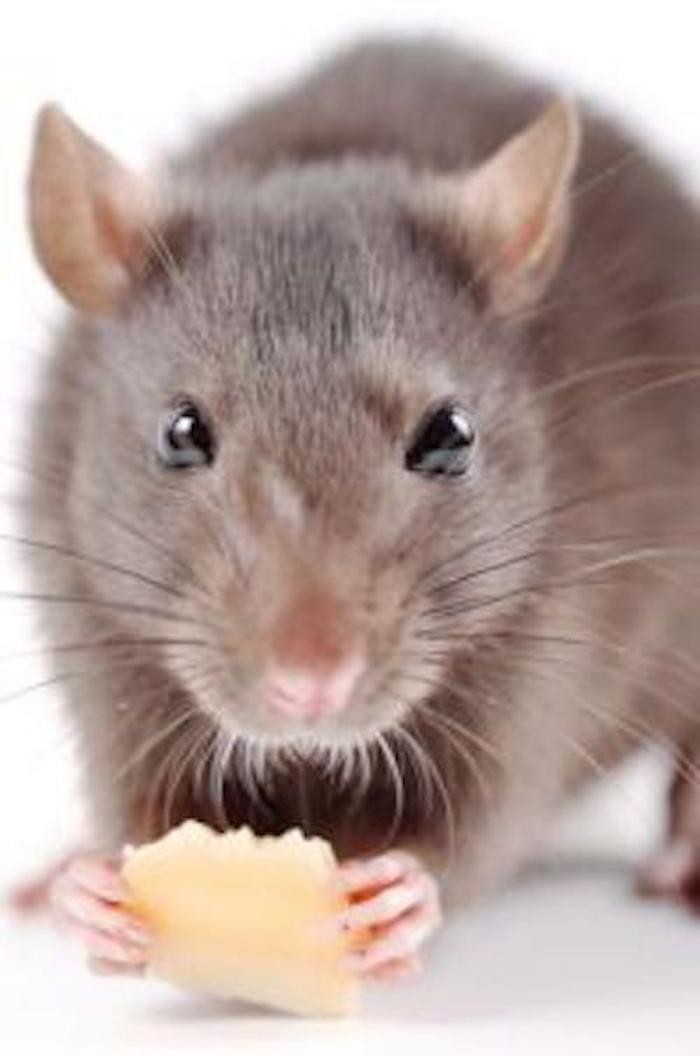Images Pest Control Service Agreements Liverpool