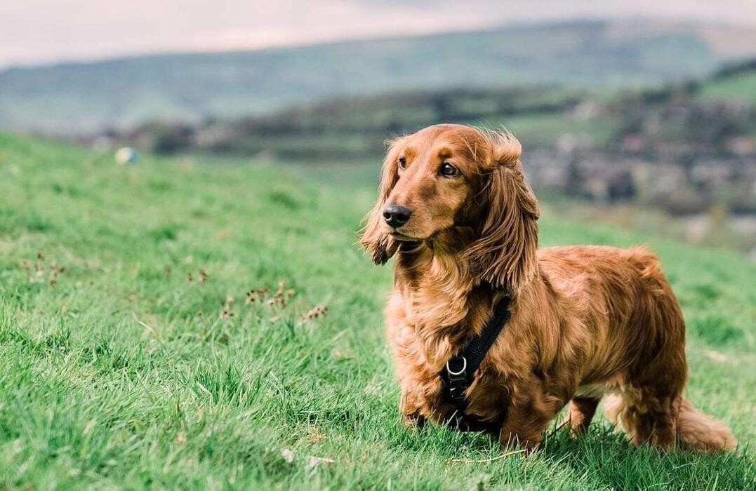 Images The Dachshund Nanny home boarding & daycare