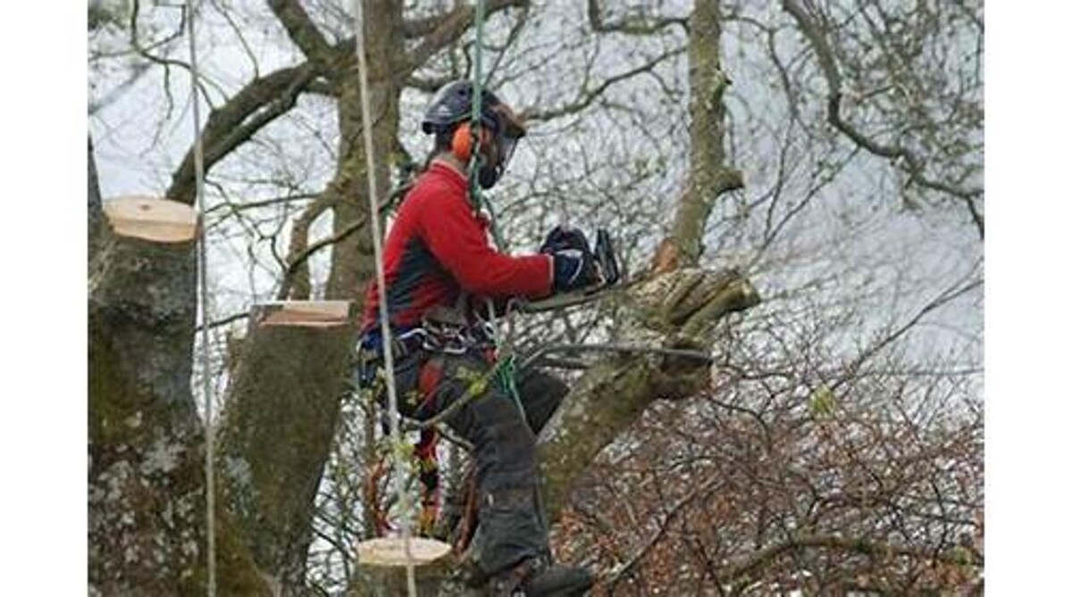 Images MGS Trees Services