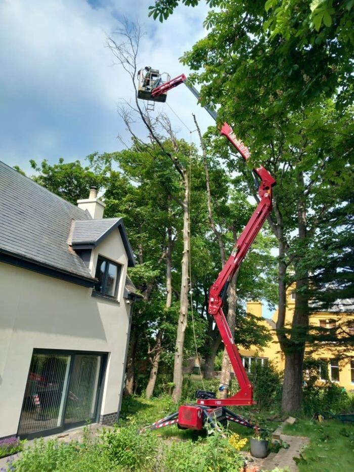 Images MGS Trees Services