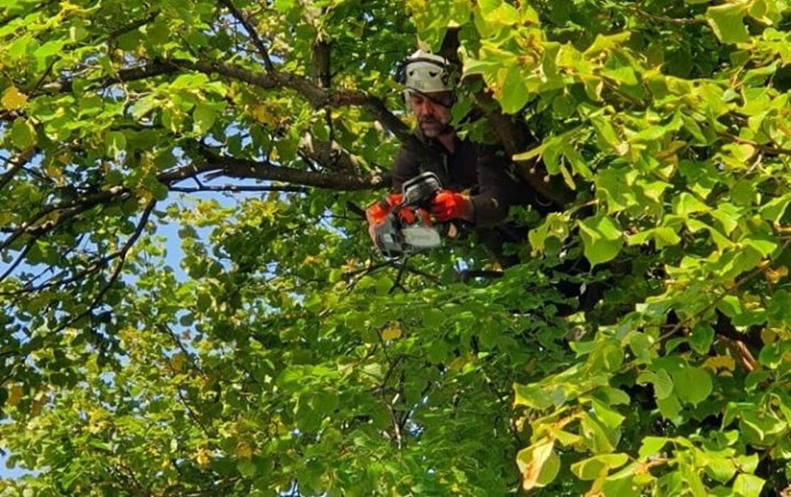 Images MGS Trees Services