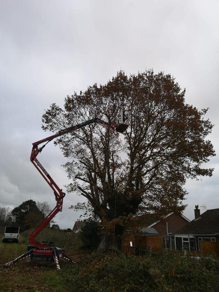 Images Great Oaktree land services