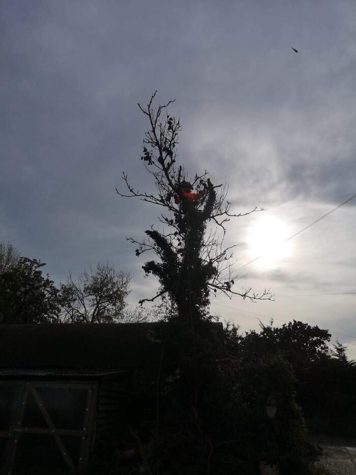 Images Great Oaktree land services