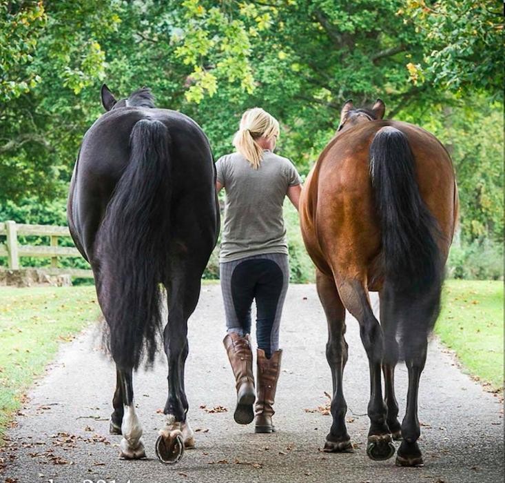 Images Kings Bounty Equine Practice